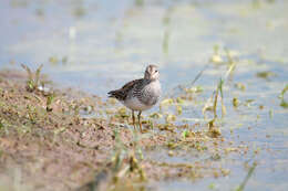 Image of Pectoral Sandpiper