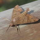 Image of False Fig Sphinx Moth