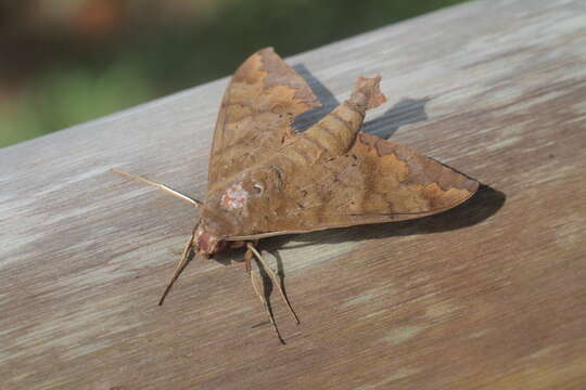 Image of False Fig Sphinx Moth