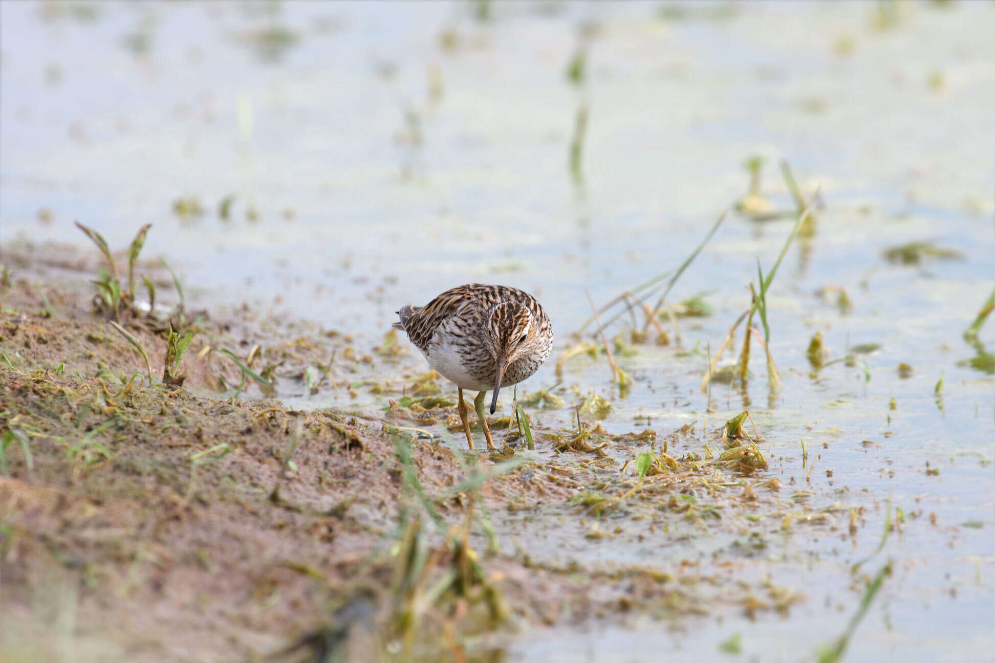 Image of Pectoral Sandpiper