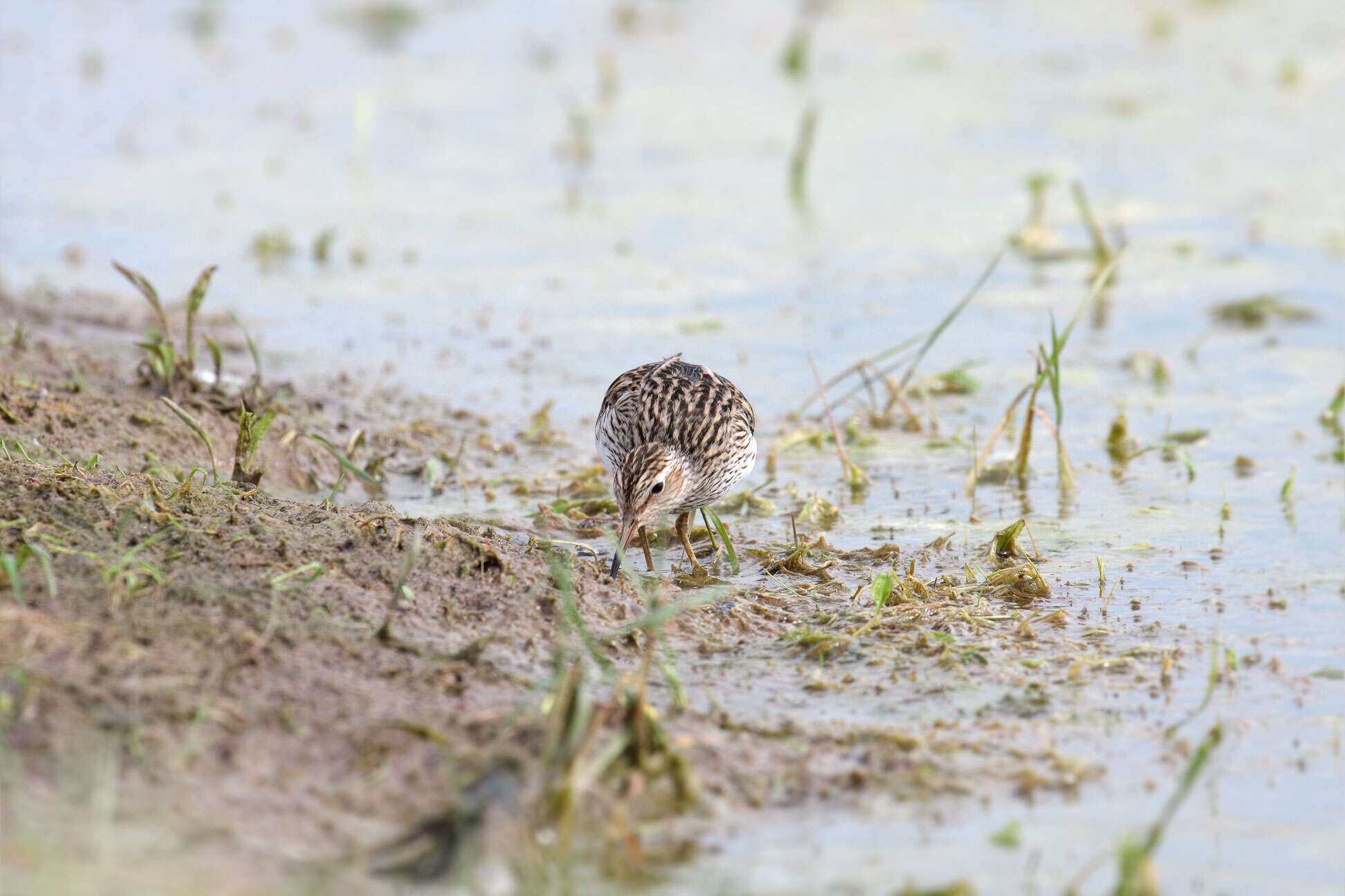 Image of Pectoral Sandpiper