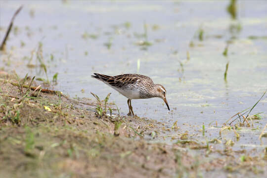 Image of Pectoral Sandpiper