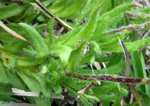 Слика од Leptorhynchos squamatus (Labill.) Less.