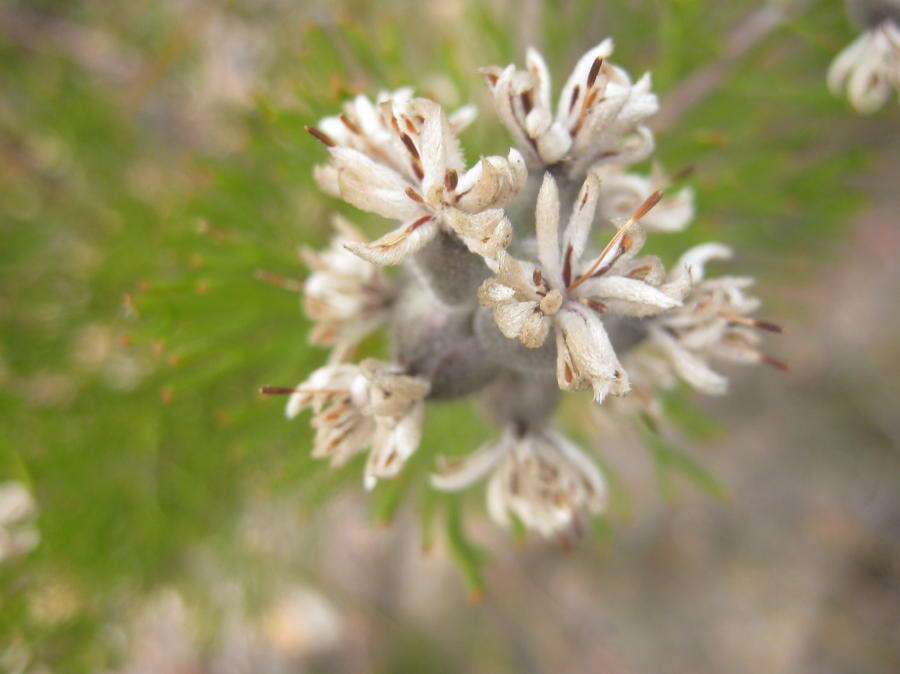 Image of Paranomus dregei (Buek. ex Meissn.) Kuntze