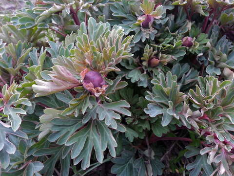 Image of Brown's peony