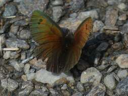 Image of Common Brassy Ringlet