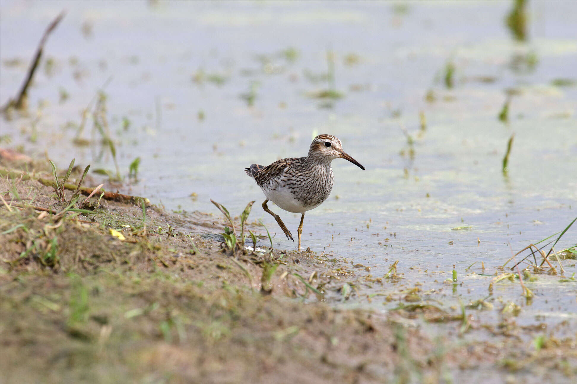 Image of Pectoral Sandpiper