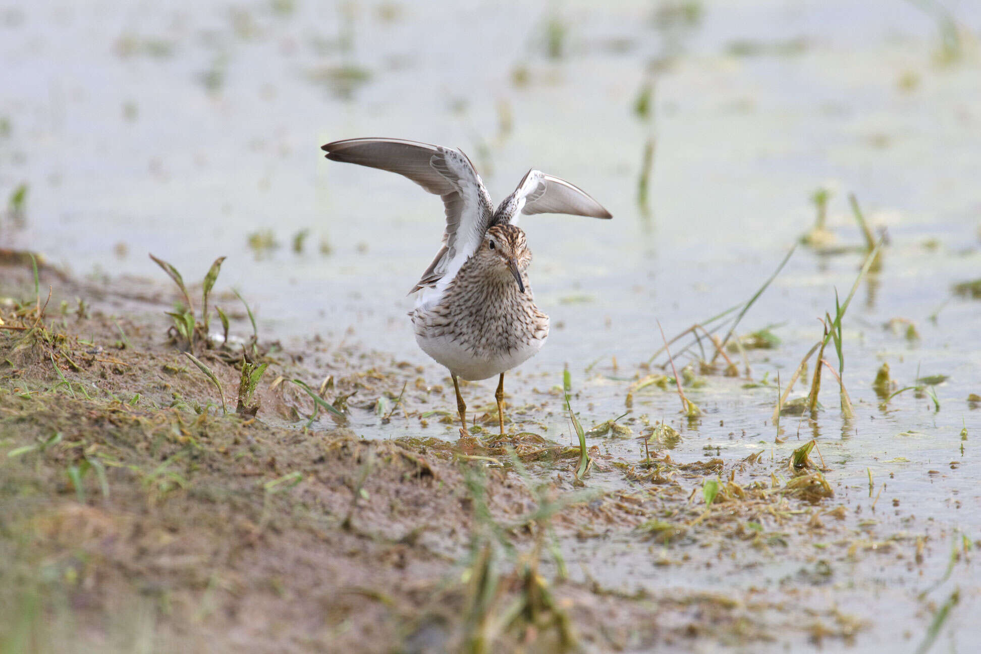 Image of Pectoral Sandpiper