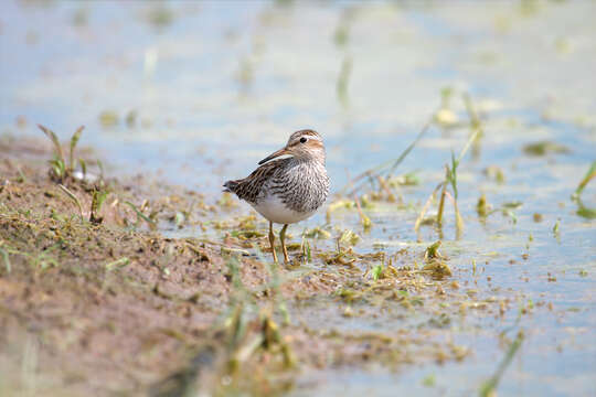 Image of Pectoral Sandpiper