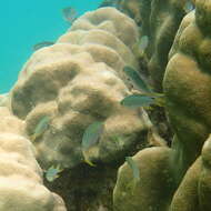 Image of Coral demoiselle