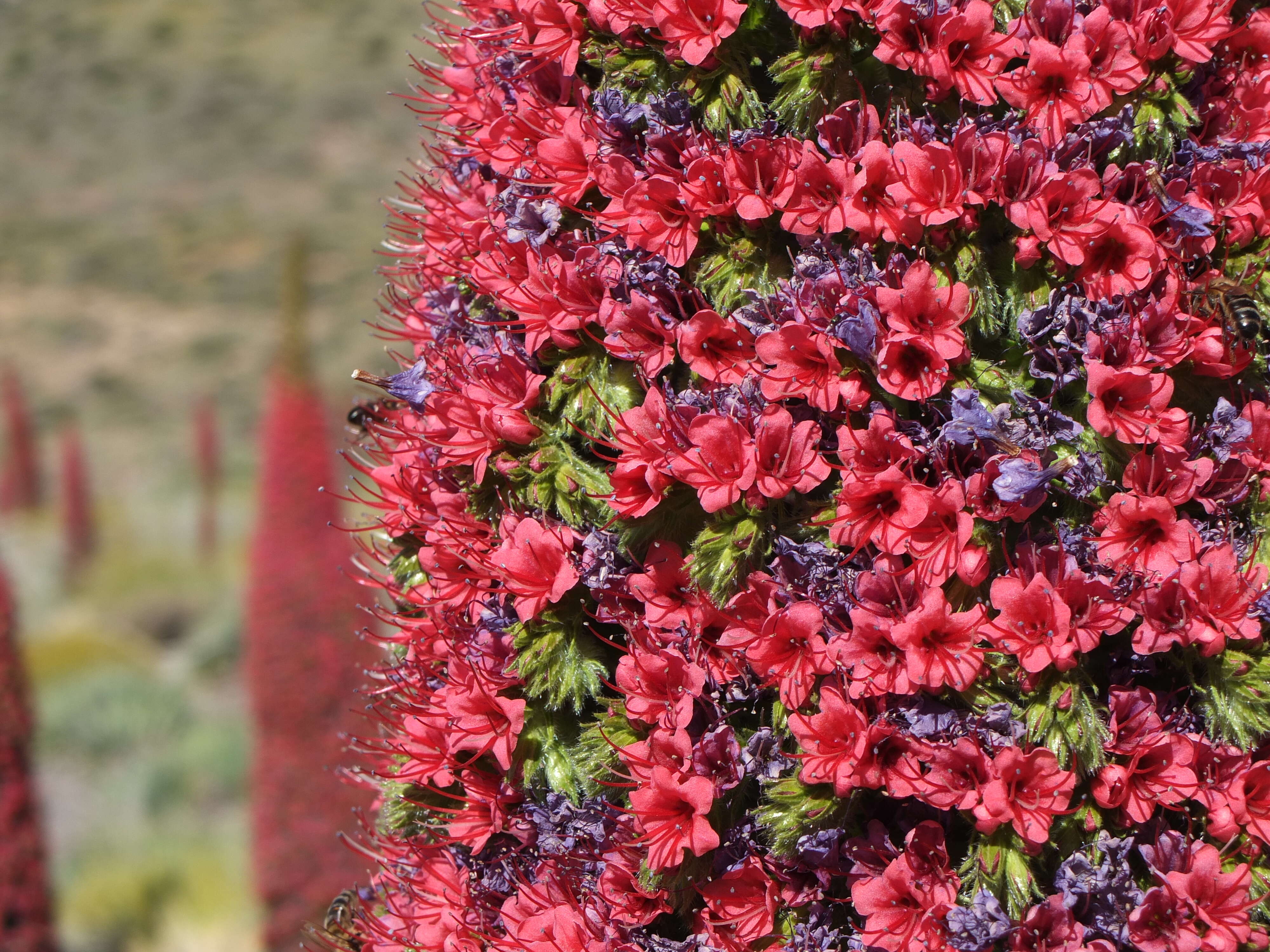 Image of Echium wildpretii H. H. W. Pearson ex Hook. fil.