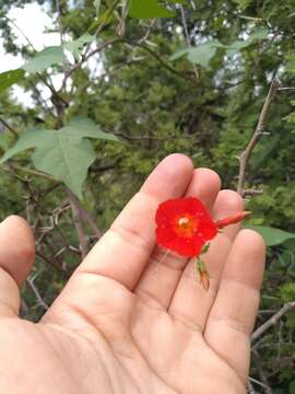 Ipomoea rubriflora O'Donell resmi