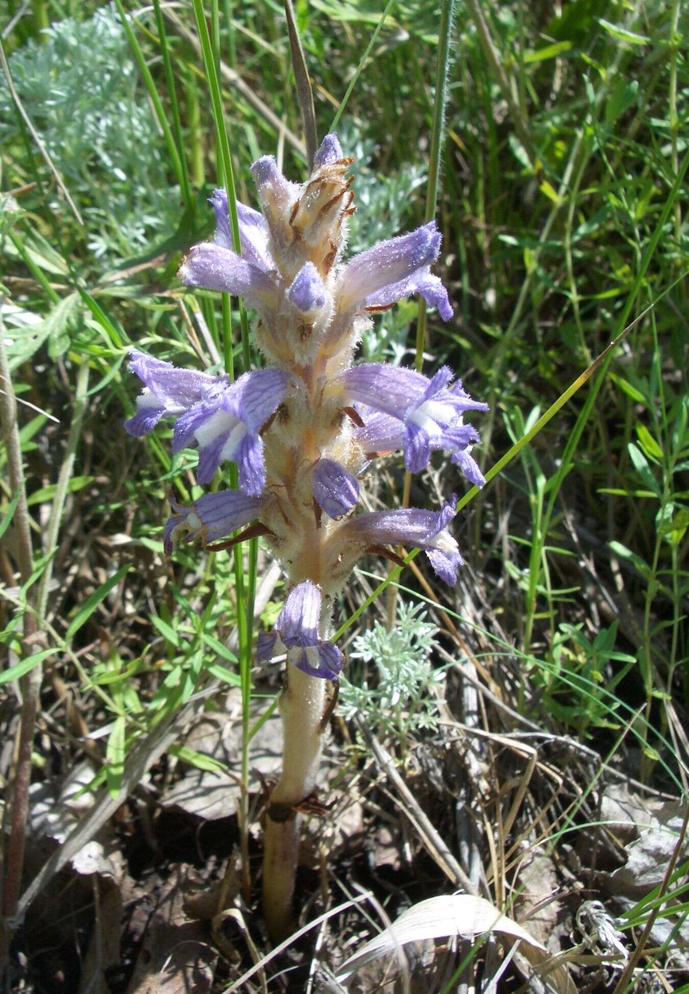 Image of Phelipanche caesia (Rchb.) Soják