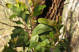 Image of Acacia falciformis DC.