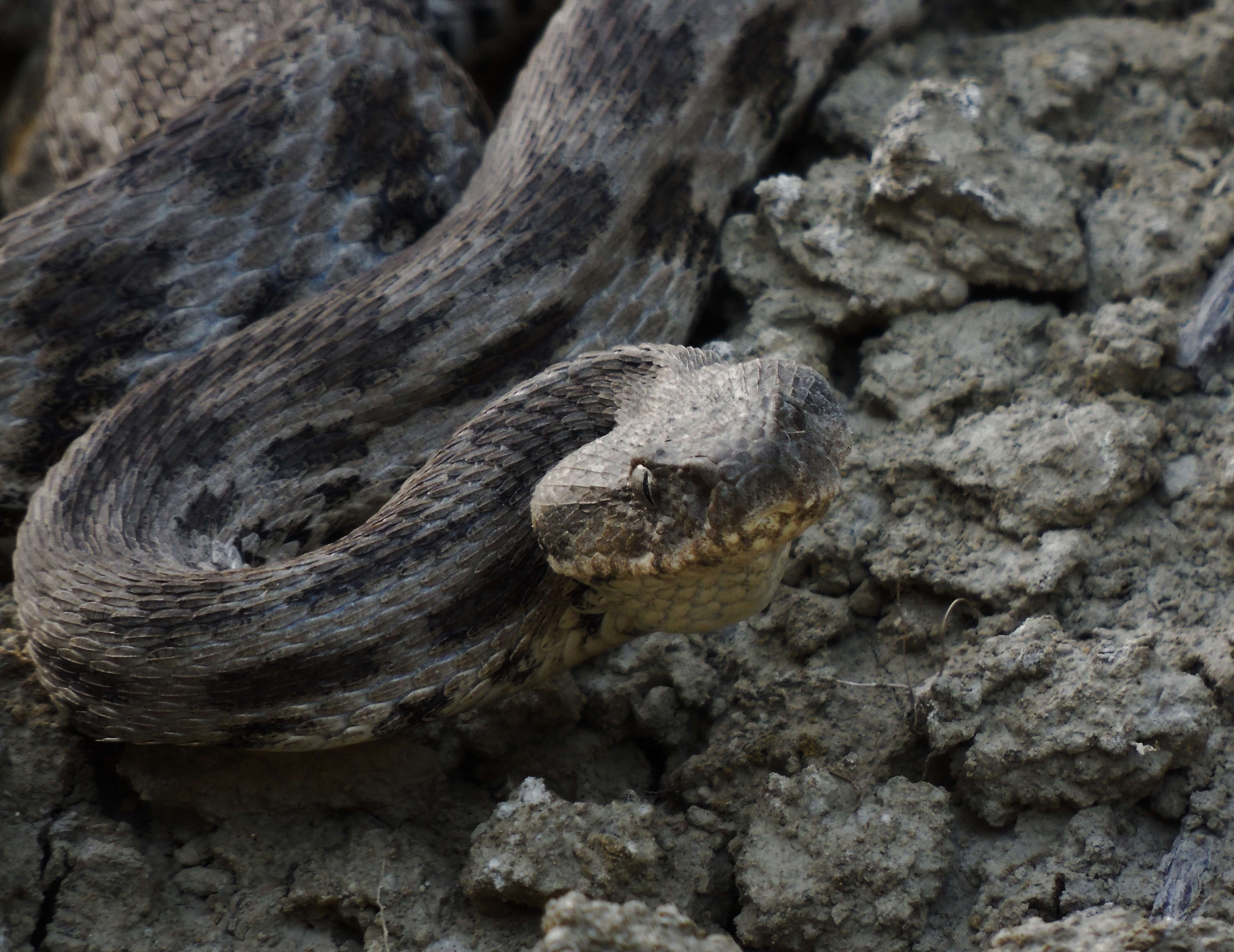 Image of Caucasian (Caucasus) Viper