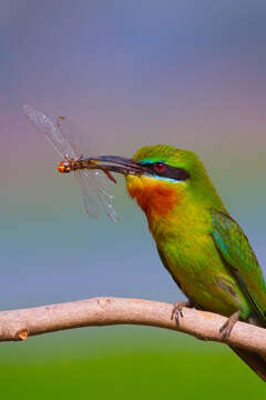 Image of bee-eaters