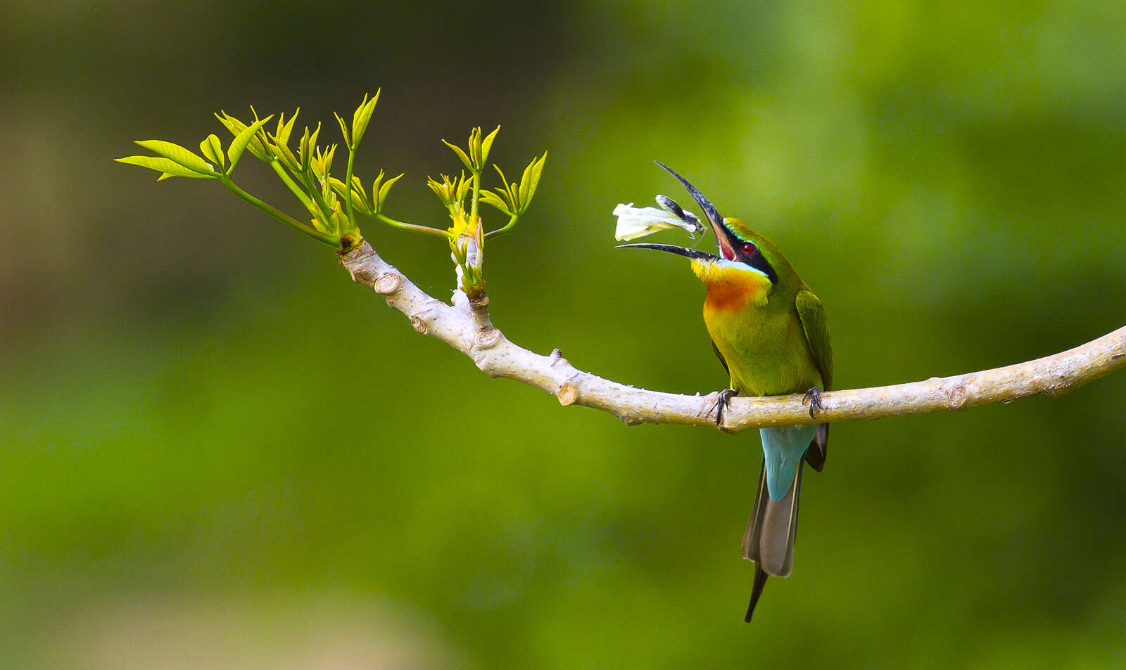 Image of Blue-tailed Bee-eater