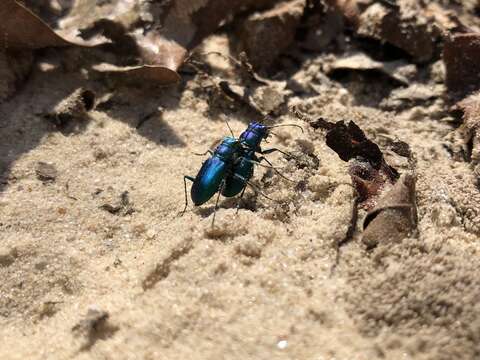 Image of Cicindela (Cicindela) scutellaris rugata Vaurie 1950