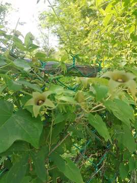 Image of Polystemma viridiflorum Decne.