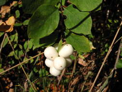 Image of Snowberry