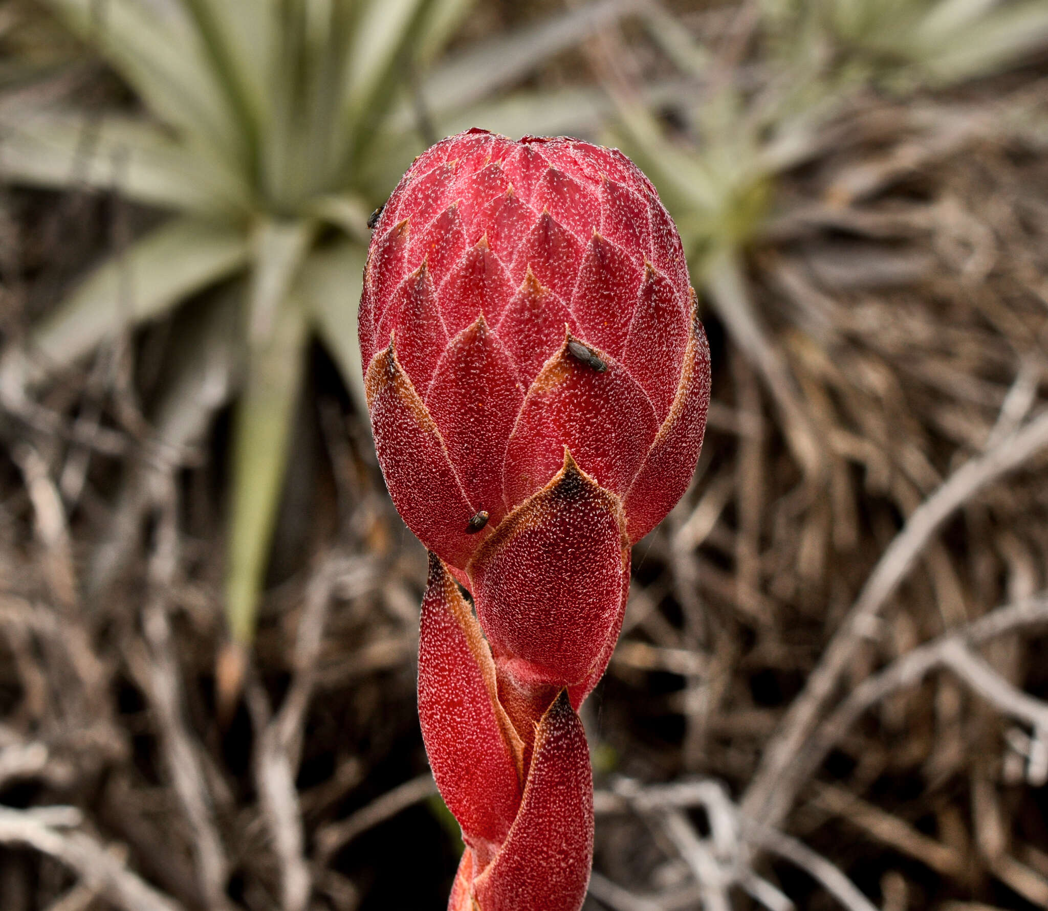 صورة Puya venusta (Baker) Phil.