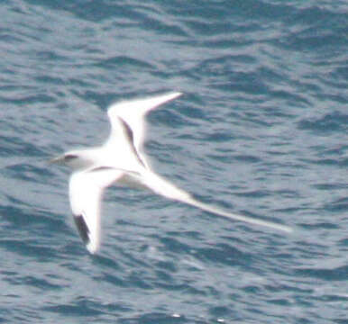 Image de Phaéton à bec jaune