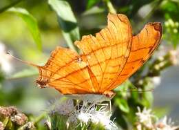 Image of Ruddy Daggerwing