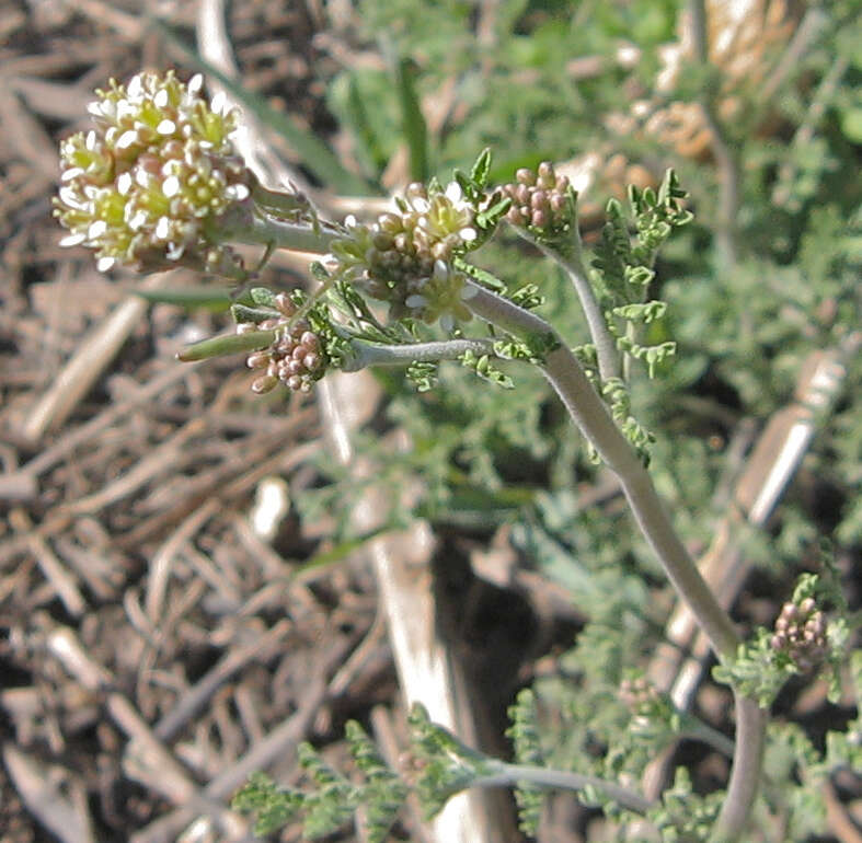 Image of western tansymustard