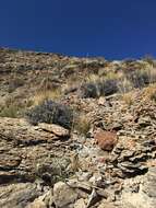 Image of Panamint beardtongue