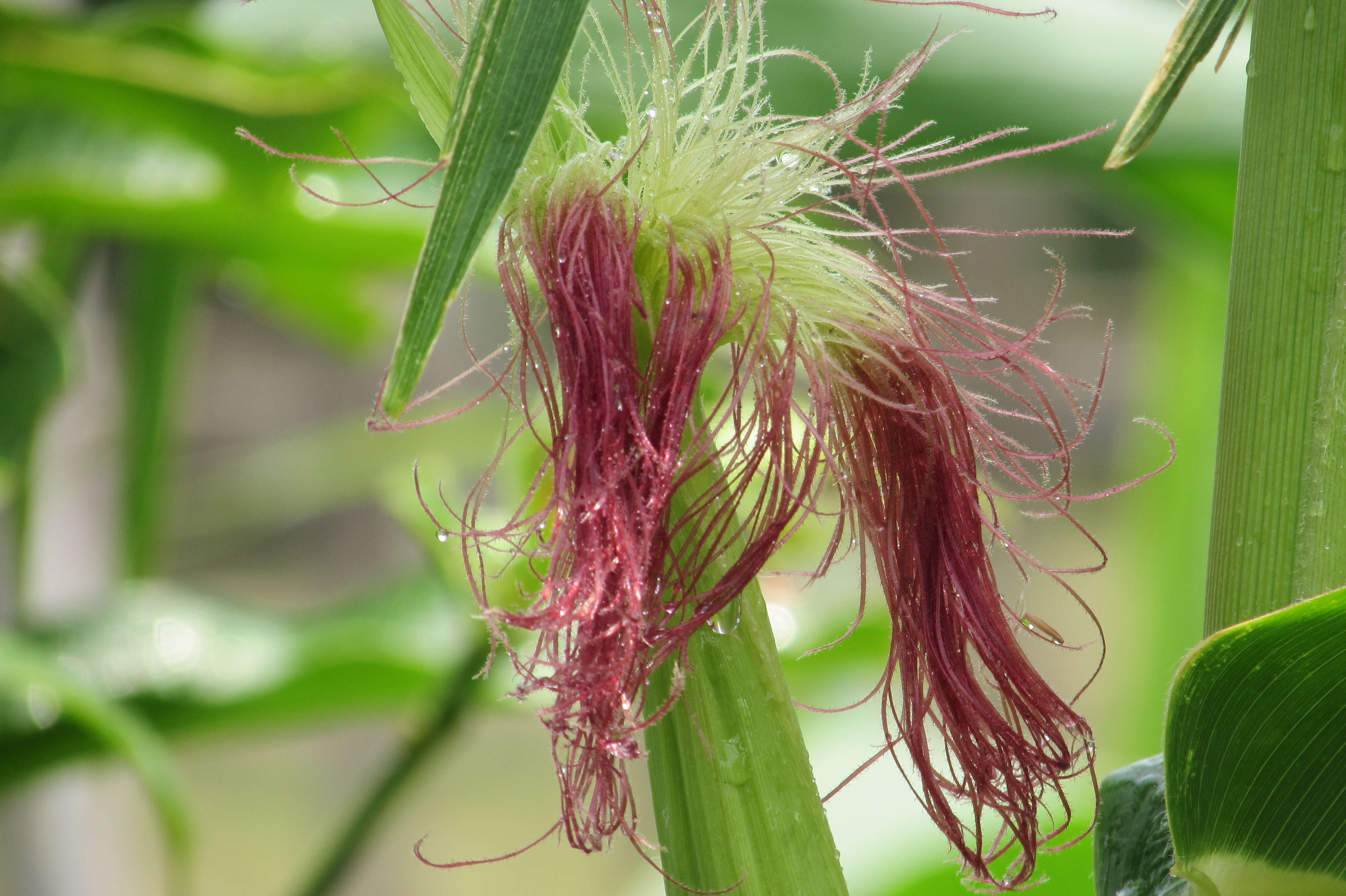 Image of corn