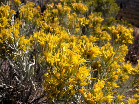 Image of rubber rabbitbrush