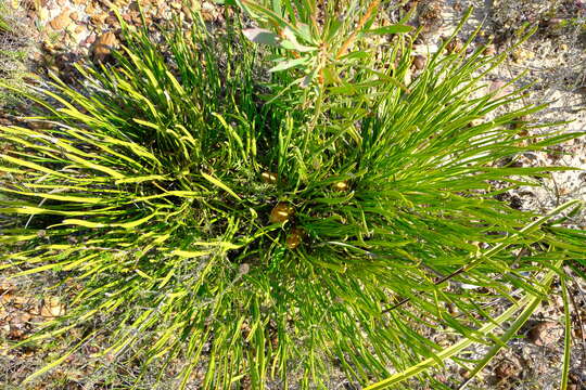 Plancia ëd Protea restionifolia (Salisb. ex Knight) Rycroft