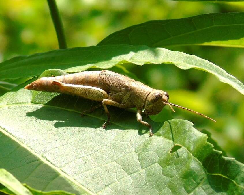 Proctolabus cerciatus Hebard 1925的圖片