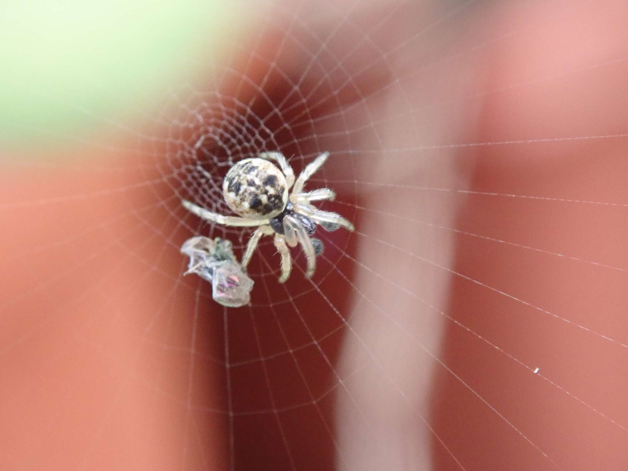 Imagem de Cyclosa mulmeinensis (Thorell 1887)