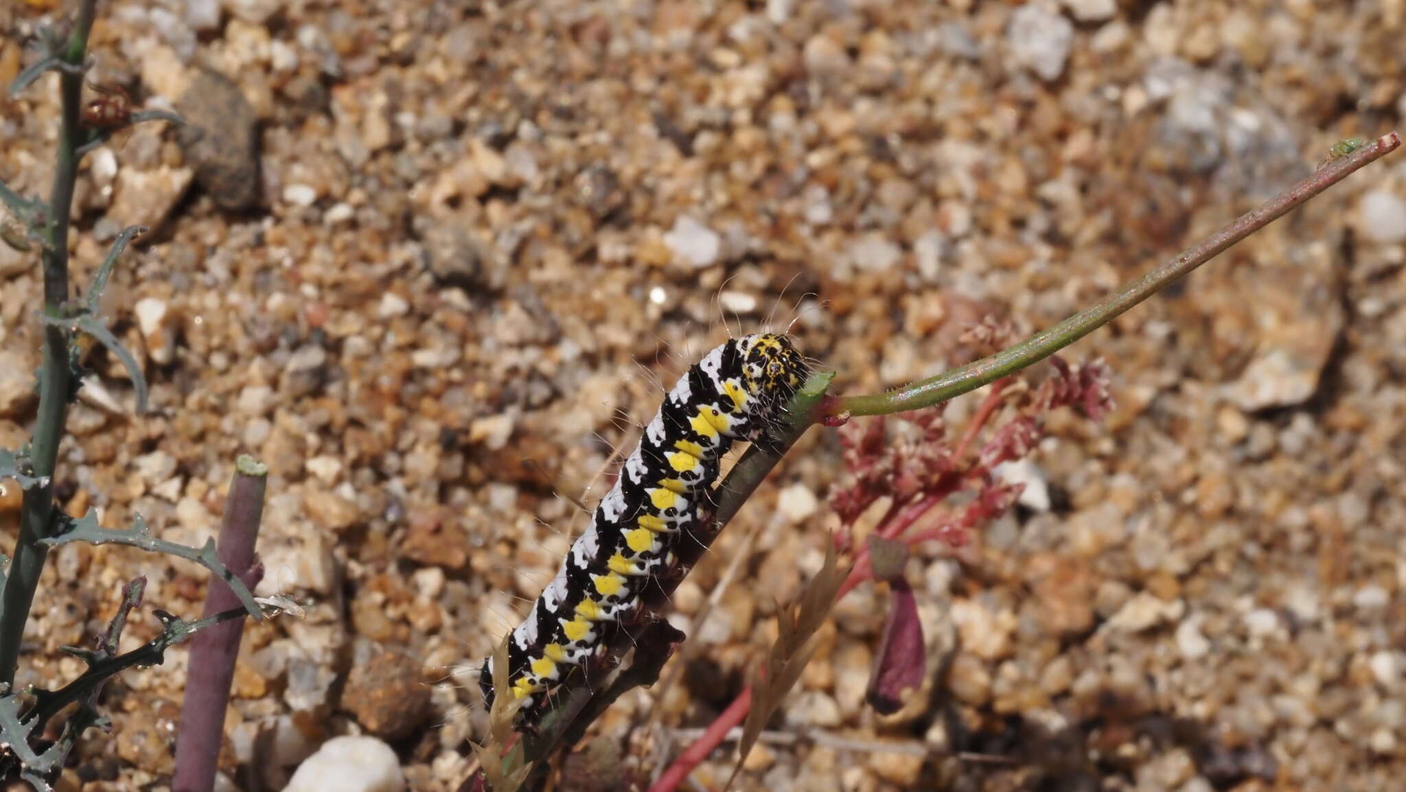 Alypia ridingsii Grote 1864的圖片