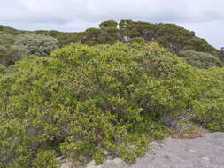 Image of Taxandria marginata (Labill.) J. R. Wheeler & N. G. Marchant