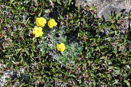 Image de Potentilla subvahliana B. A. Jurtzev