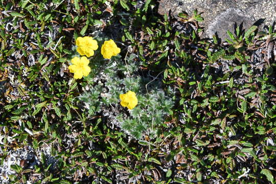 Image of Potentilla subvahliana B. A. Jurtzev