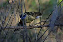 Image of Northern Rosella