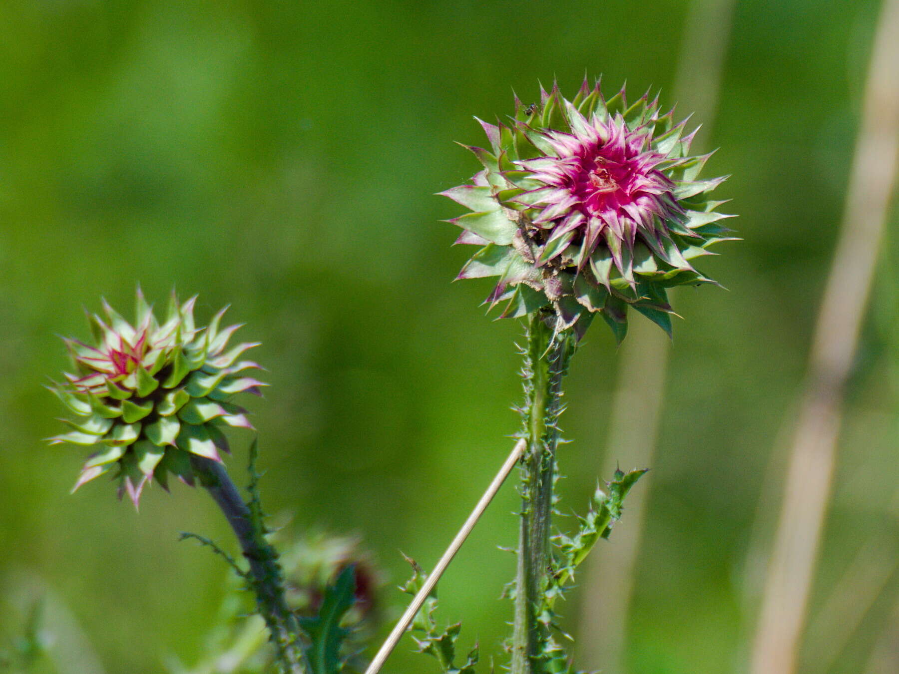 Carduus nutans subsp. leiophyllus (Petrovic) Arènes的圖片