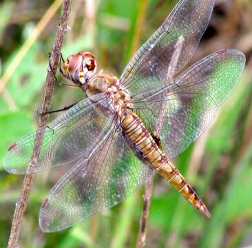 Image of Spot-winged Glider