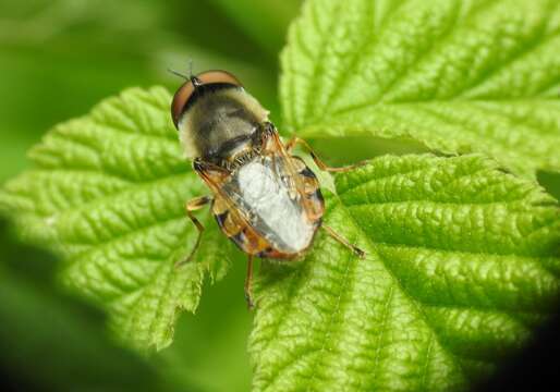 Image of Odontomyia ornata (Meigen 1822)