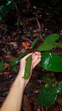 Image of Miconia ceramicarpa (DC.) Cogn.