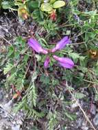 صورة Astragalus alpinus L.