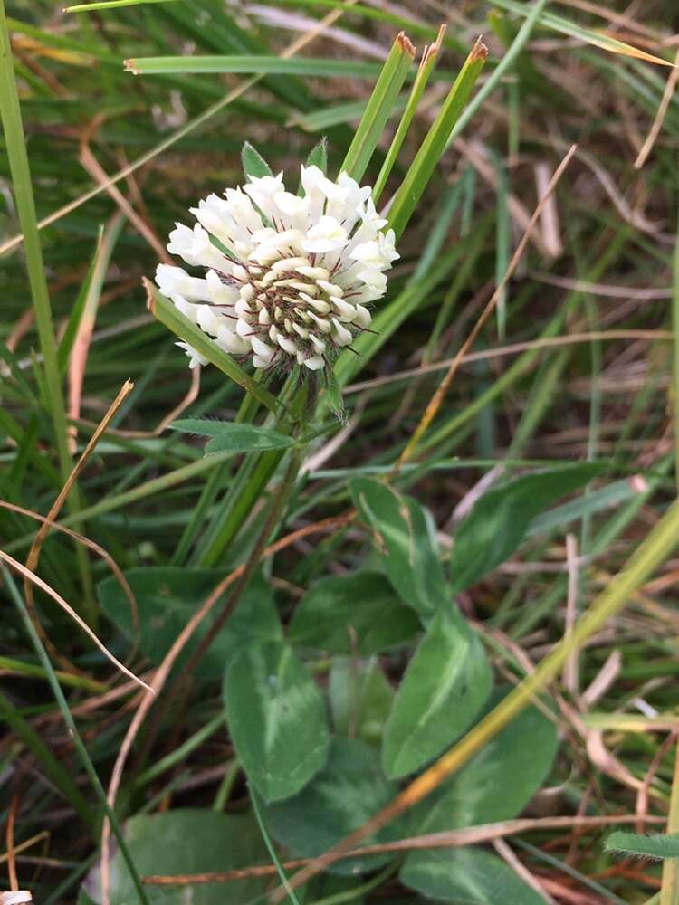 Trifolium pratense var. frigidum Gaudin resmi