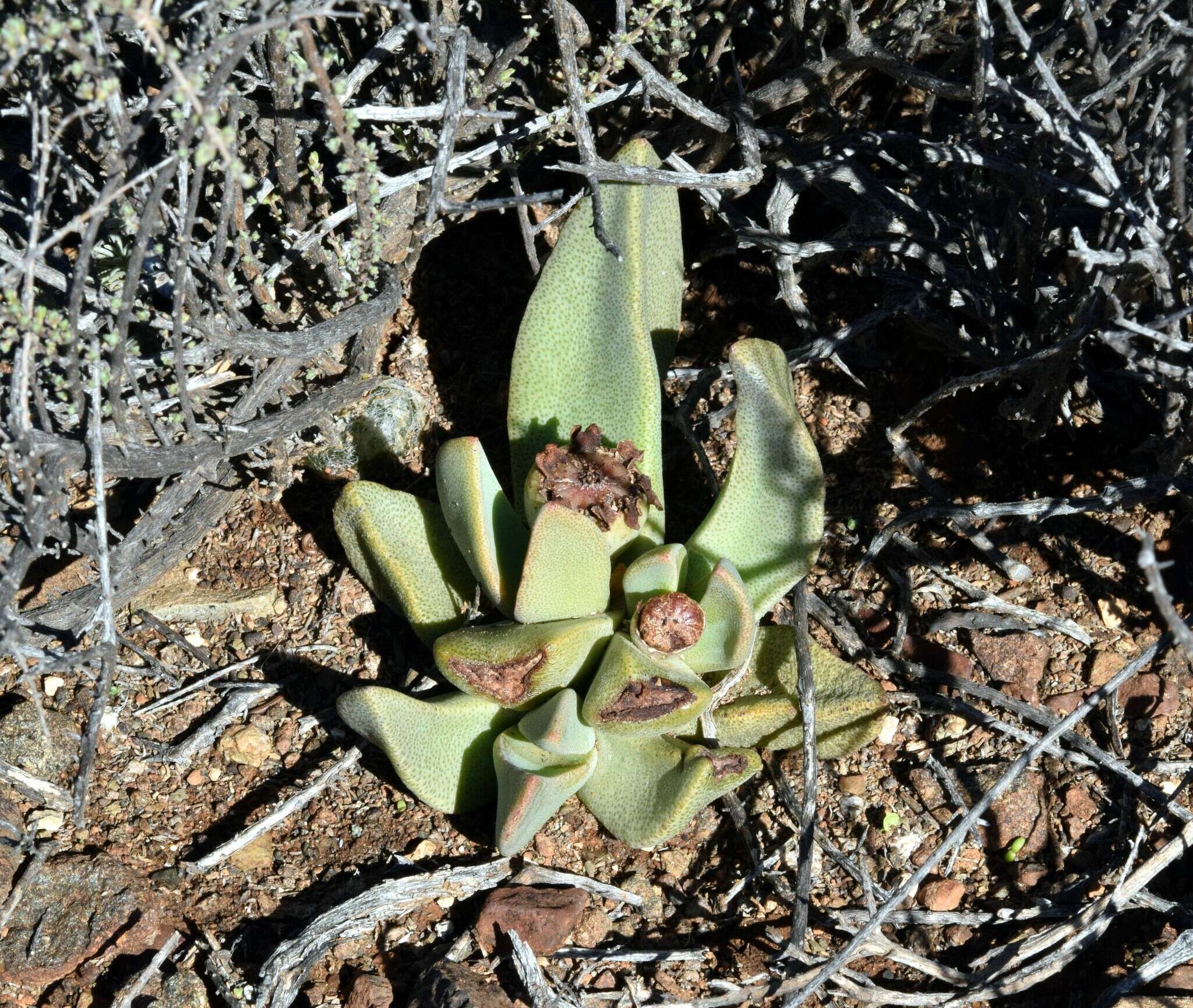 Image of living stone succulent