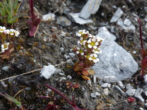 Image of Wedge-Leaf Saxifrage