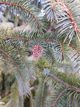 Imagem de Picea engelmannii subsp. mexicana (Martínez) P. A. Schmidt