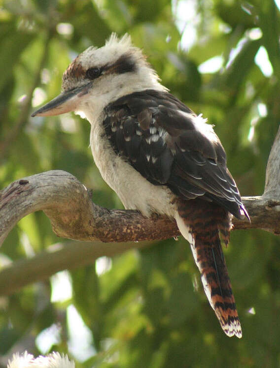 Image of Kookaburra