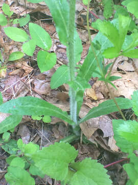 Image of Philadelphia fleabane